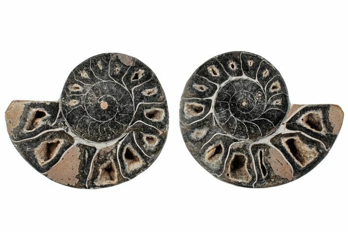3.2" Cut/Polished Ammonite (Phylloceras?) Pair - Unusual Black Color